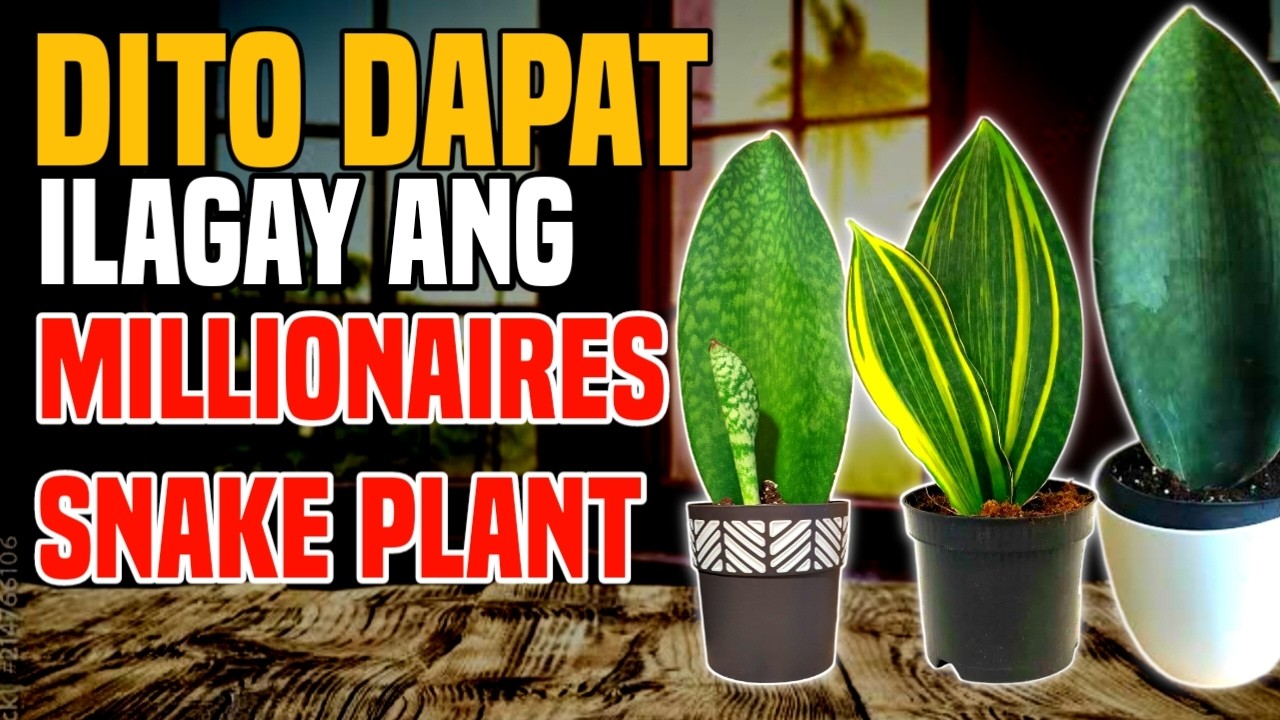 GRABE PALA ANG EPEKTO KAPAG INILAGAY MO DITO ANG MILLIONARE SNAKE PLANT O WHALE FIN SNAKE PLANT