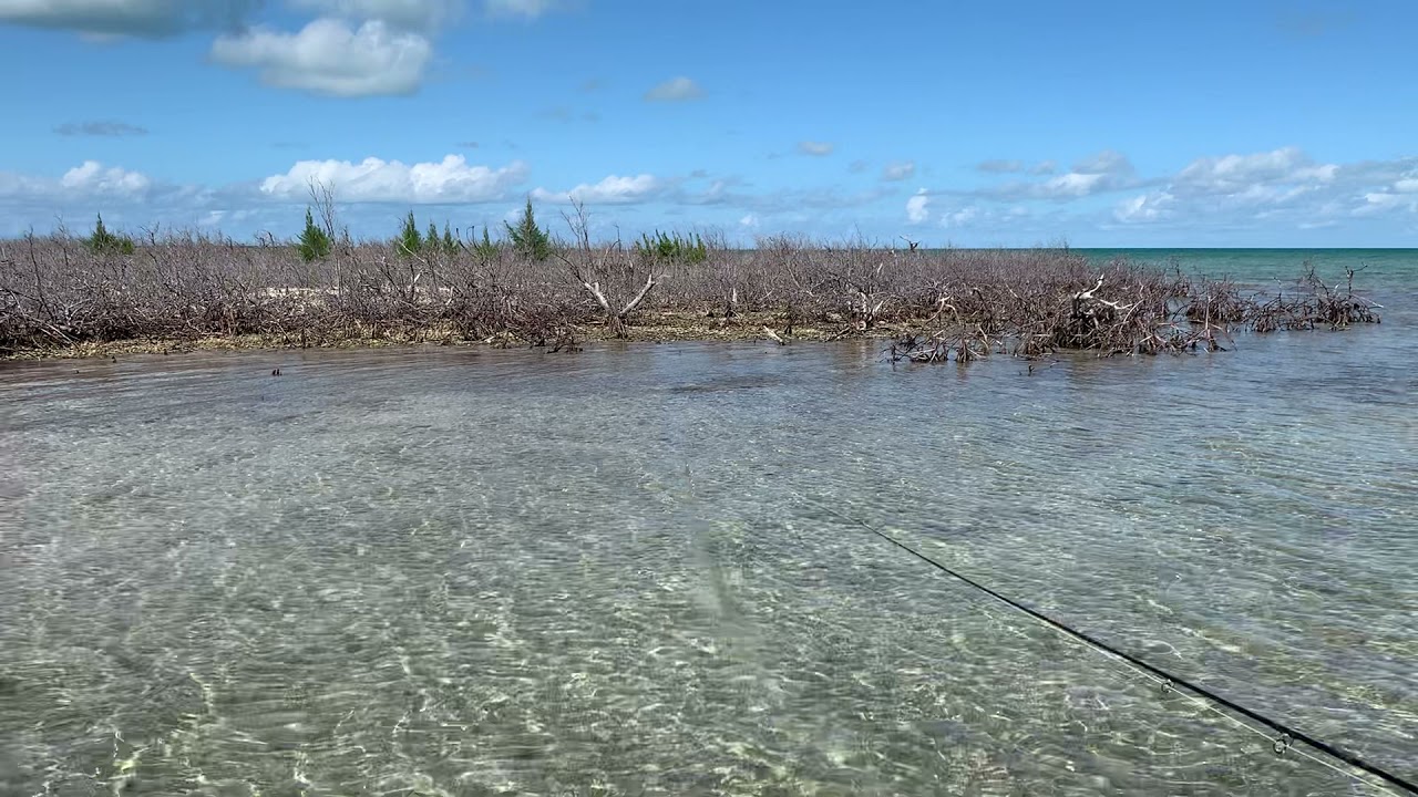 Tailing Bonefish at Little Abaco Bonefish Lodge