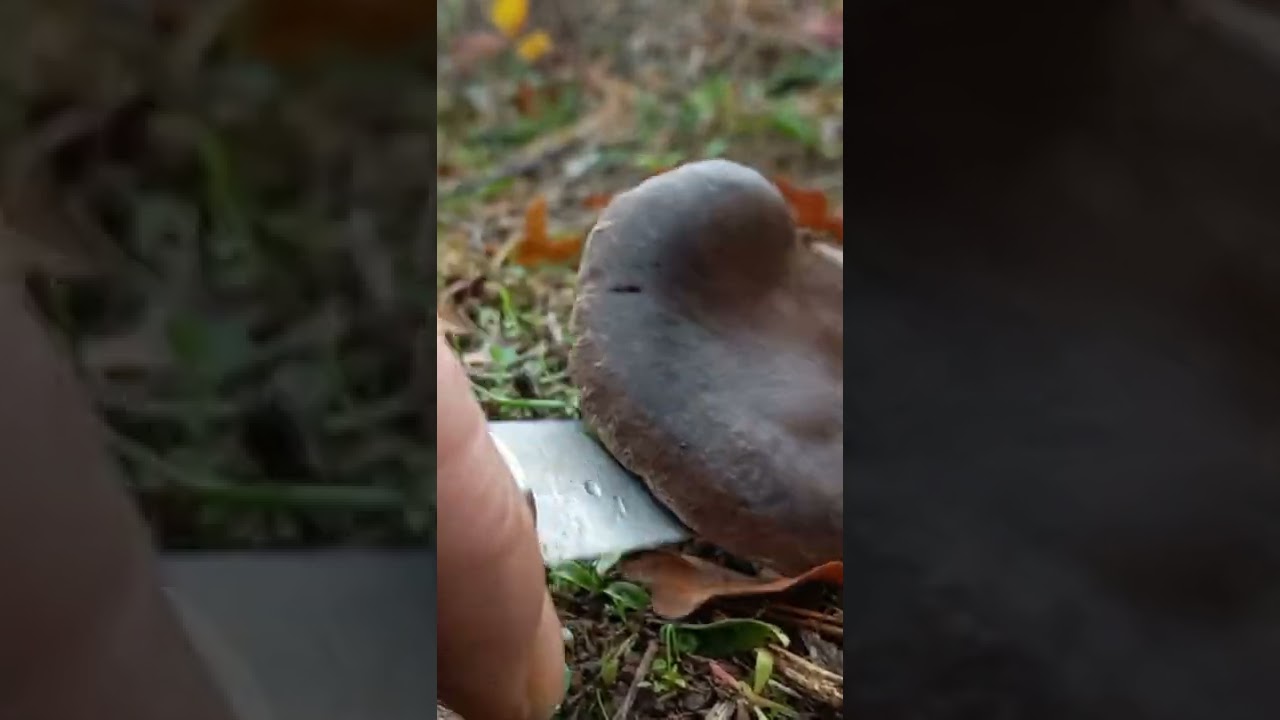 Diken mantarı, kulacik, karakulak #mantar #mushroom #doğa