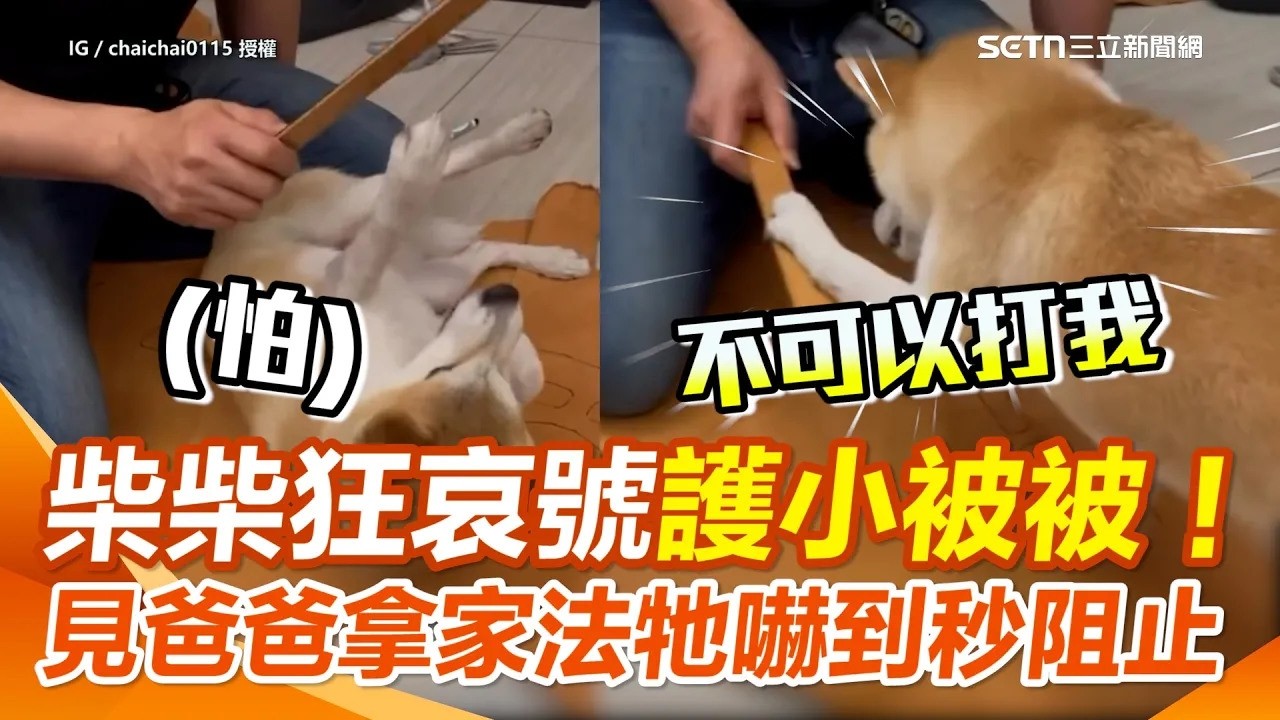 柴柴「盧小小」不准爸爸剪小被被！ 驚見家法伺候嚇歪急伸短手拼命抵擋 網笑：哀怨聲超好笑XD｜三立新聞網│ Vidol