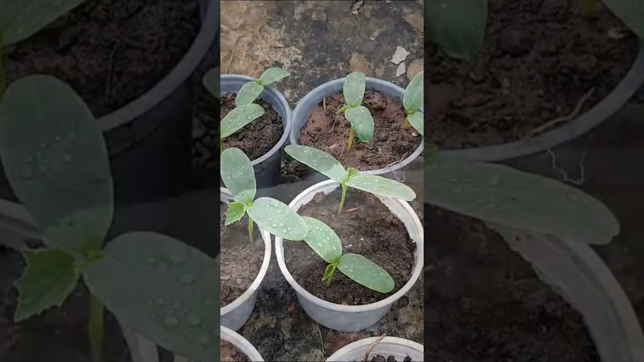 How to grow cucumbers in pots, harvest many times