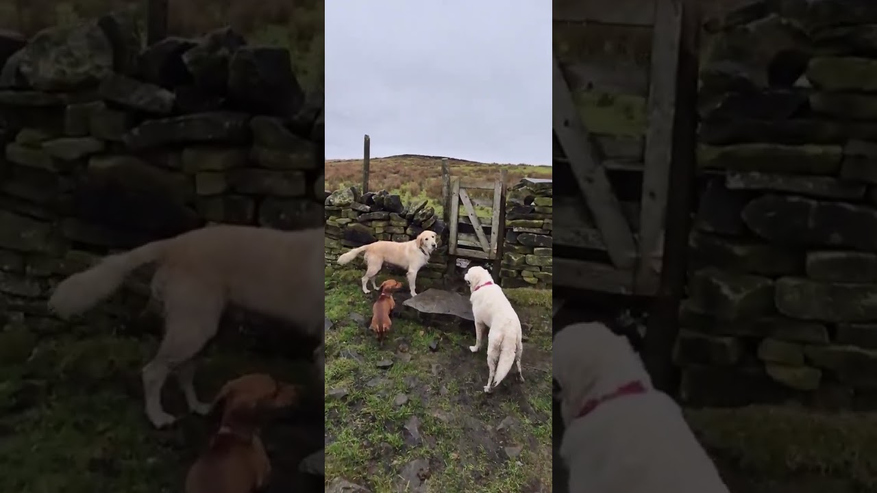 Wild bank trig point circular walk