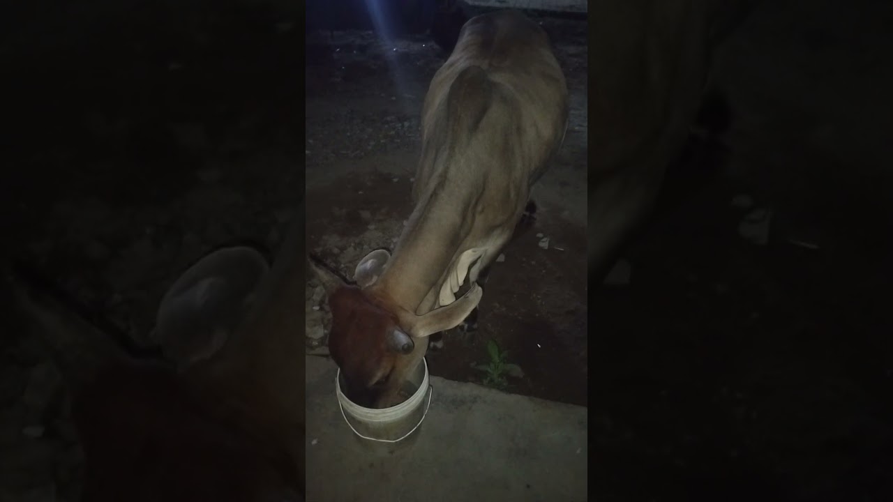 Gave cold water to the thirsty cow at night#gauseva#gausevak#gauprem#gaumata#gaupremi