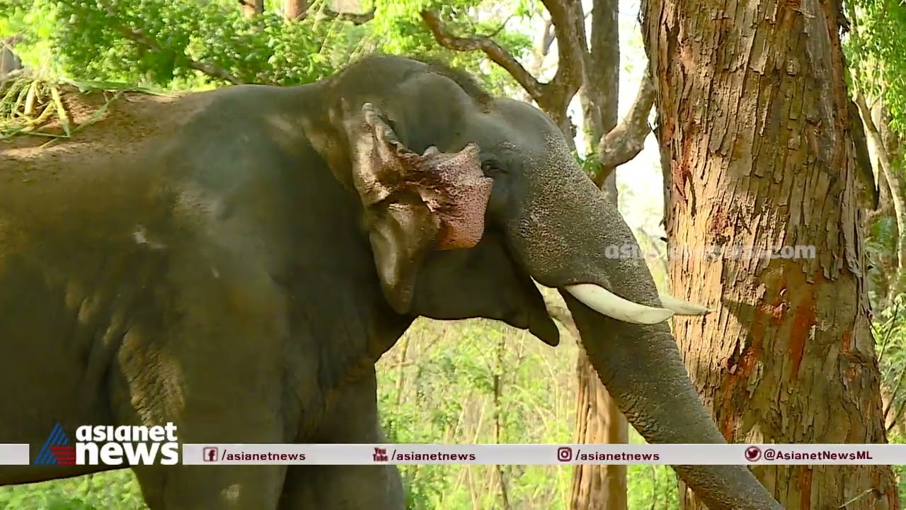 അരിക്കൊമ്പനെ പൂട്ടാൻ എത്തുന്നത് മുത്തങ്ങയിലെ കില്ലാടികൾ | Arikomban