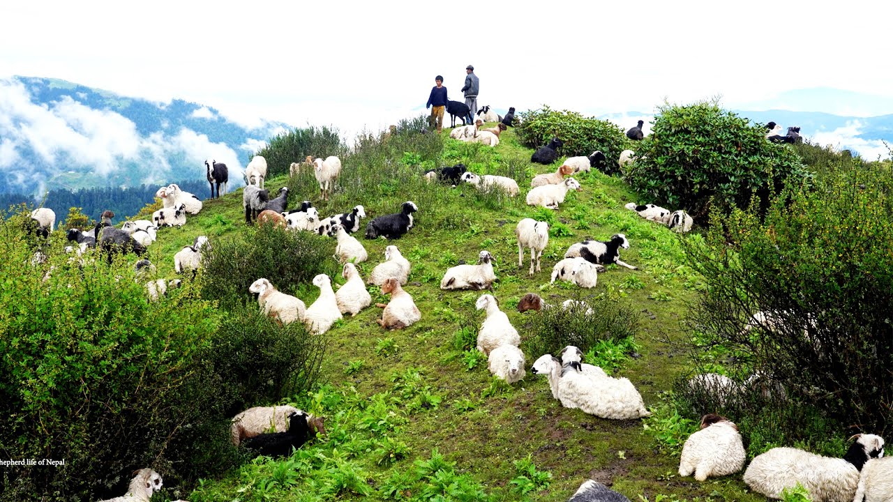 sheep farm on the mountain region || Rural Nepal Quest ||