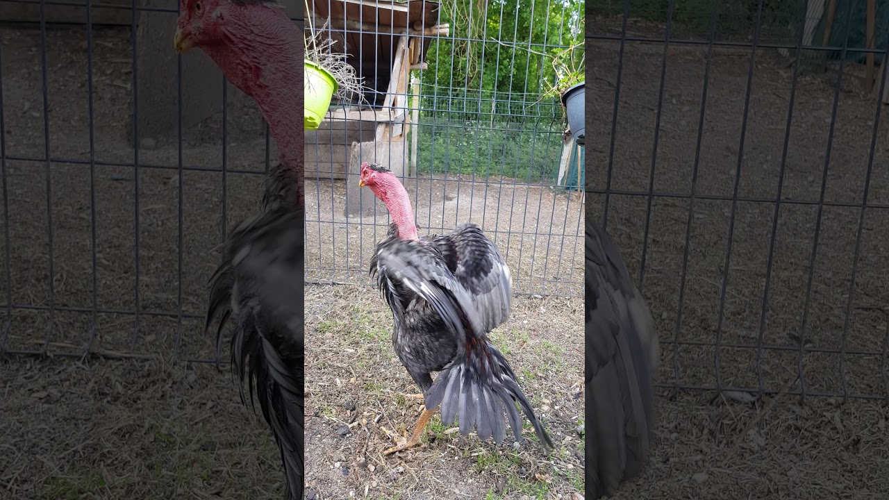 Coq cou nu qui chante