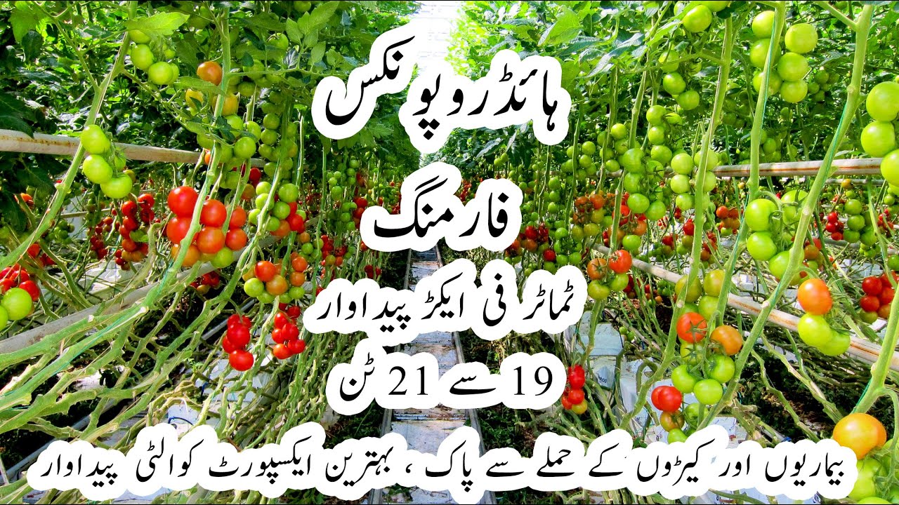 Hydroponic Farming - Increase Tomato Production by 50%