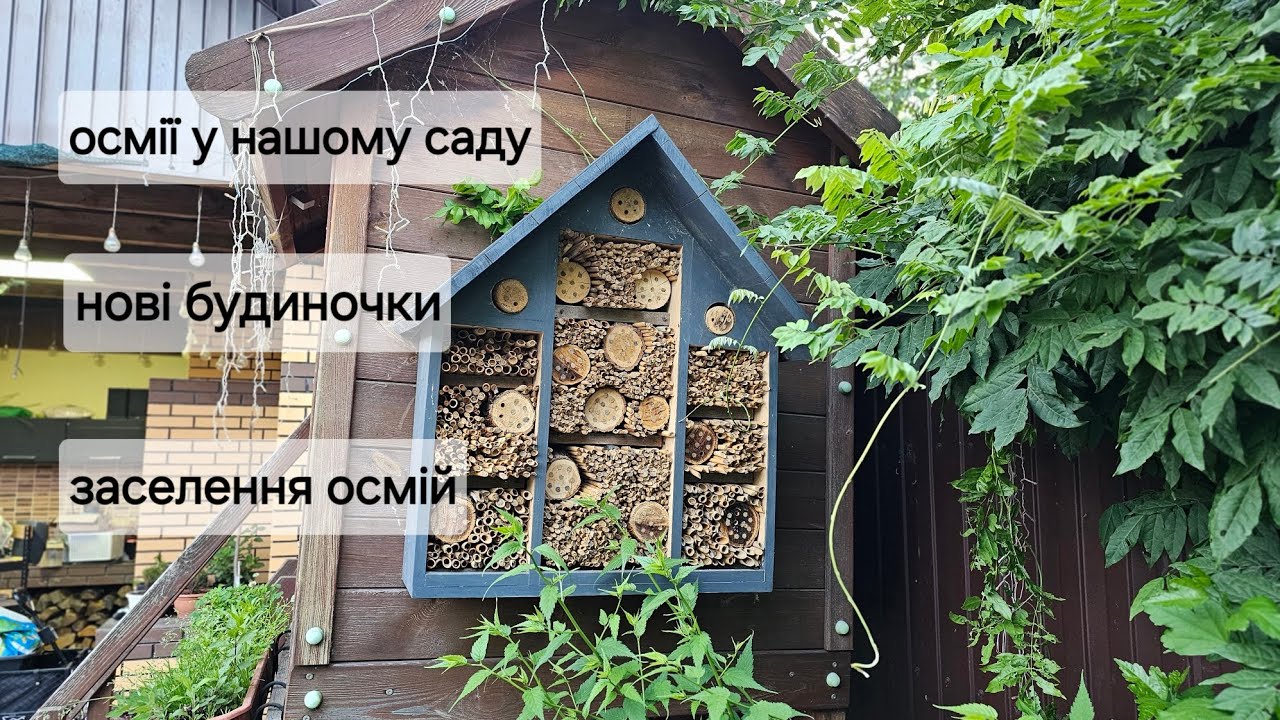 Осмії у нашому саду. Нові будиночки. Життя осмій.