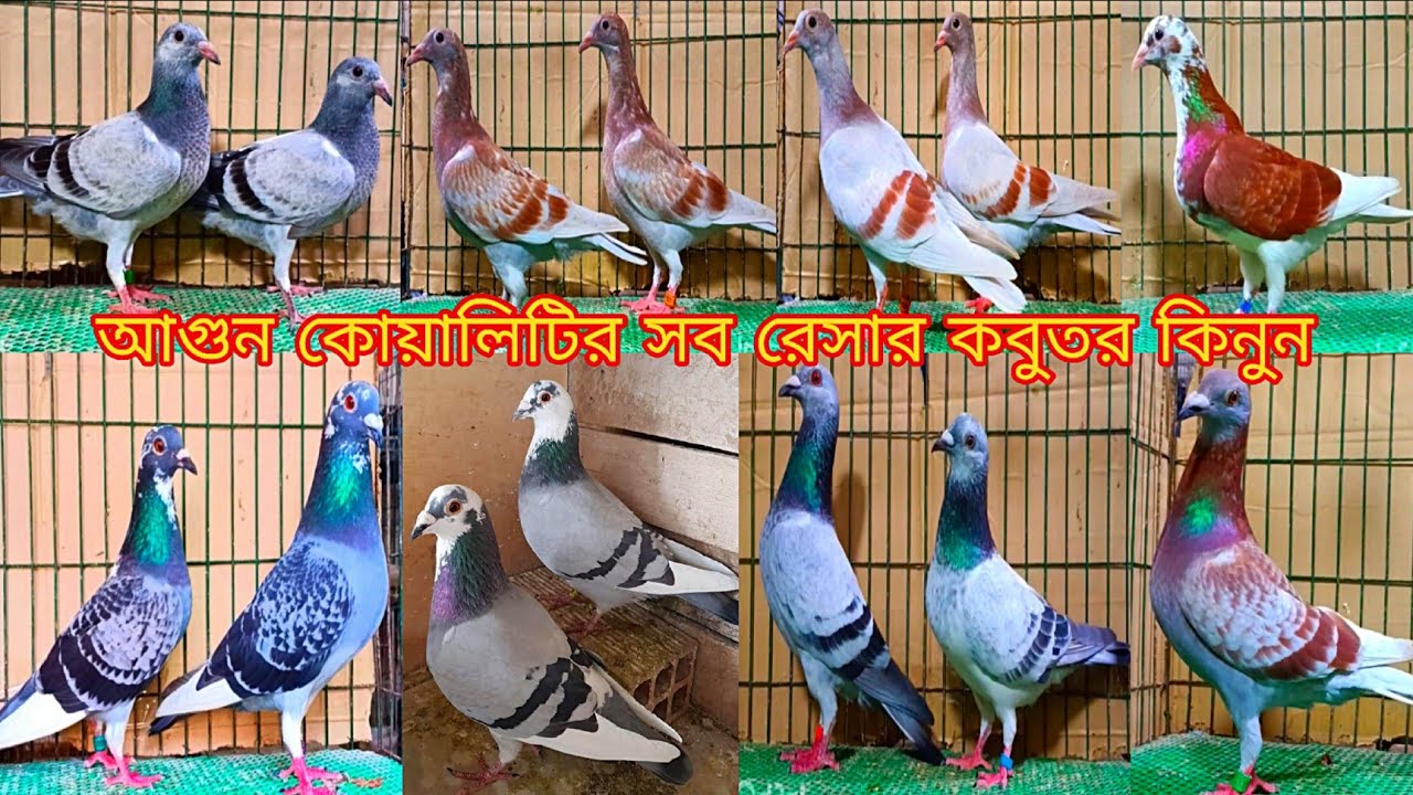 #সবচেয়ে কম দামের রেসার কবুতরের বেবি  কিনুন। হৃদয় ভাইয়ের খামার থেকে।