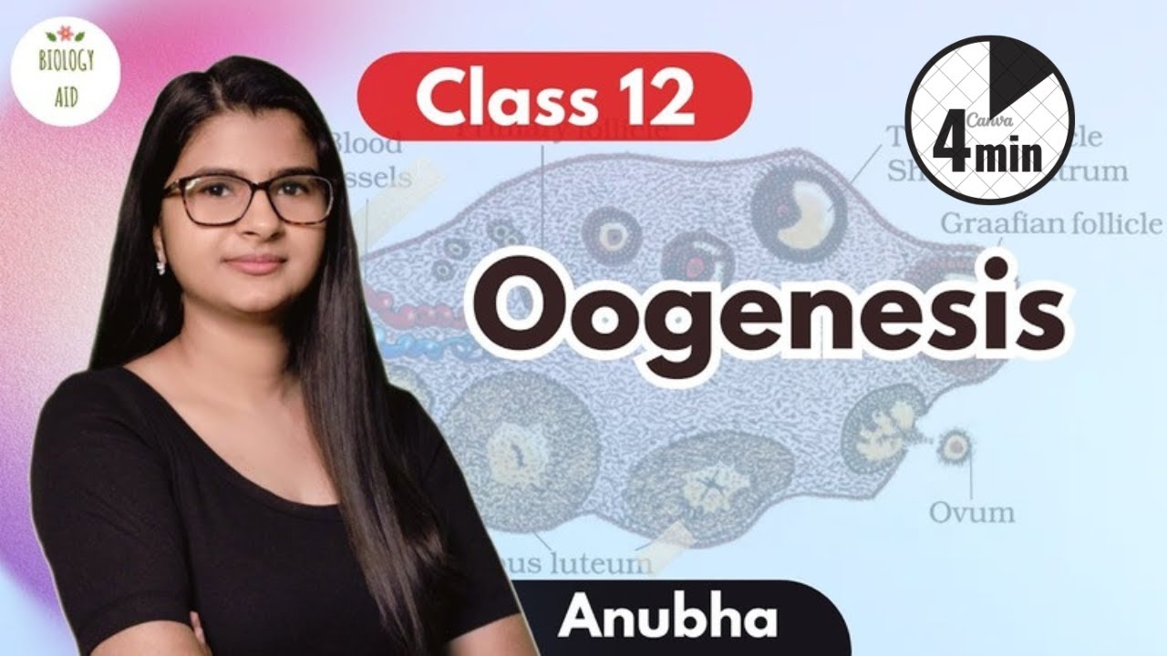Class 12 || Oogenesis under 4 mins !