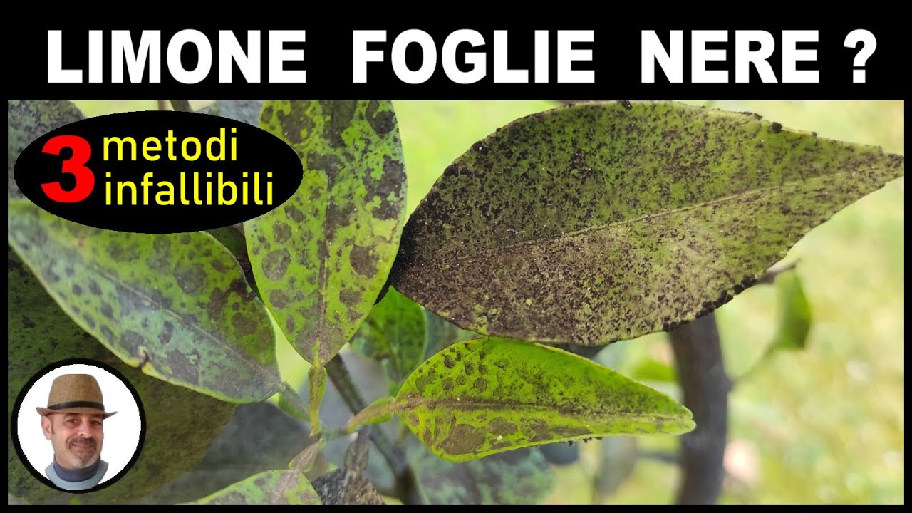 LIMONE CON FOGLIE NERE (lemon black leaves - hojas de limón negro)