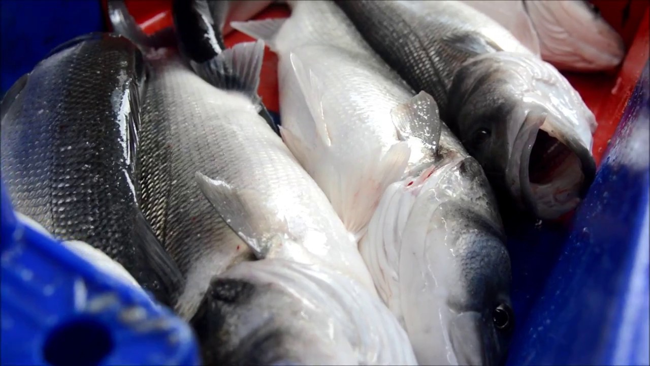 A BORD DU GOËLO - PÊCHE AU BAR DE LIGNE