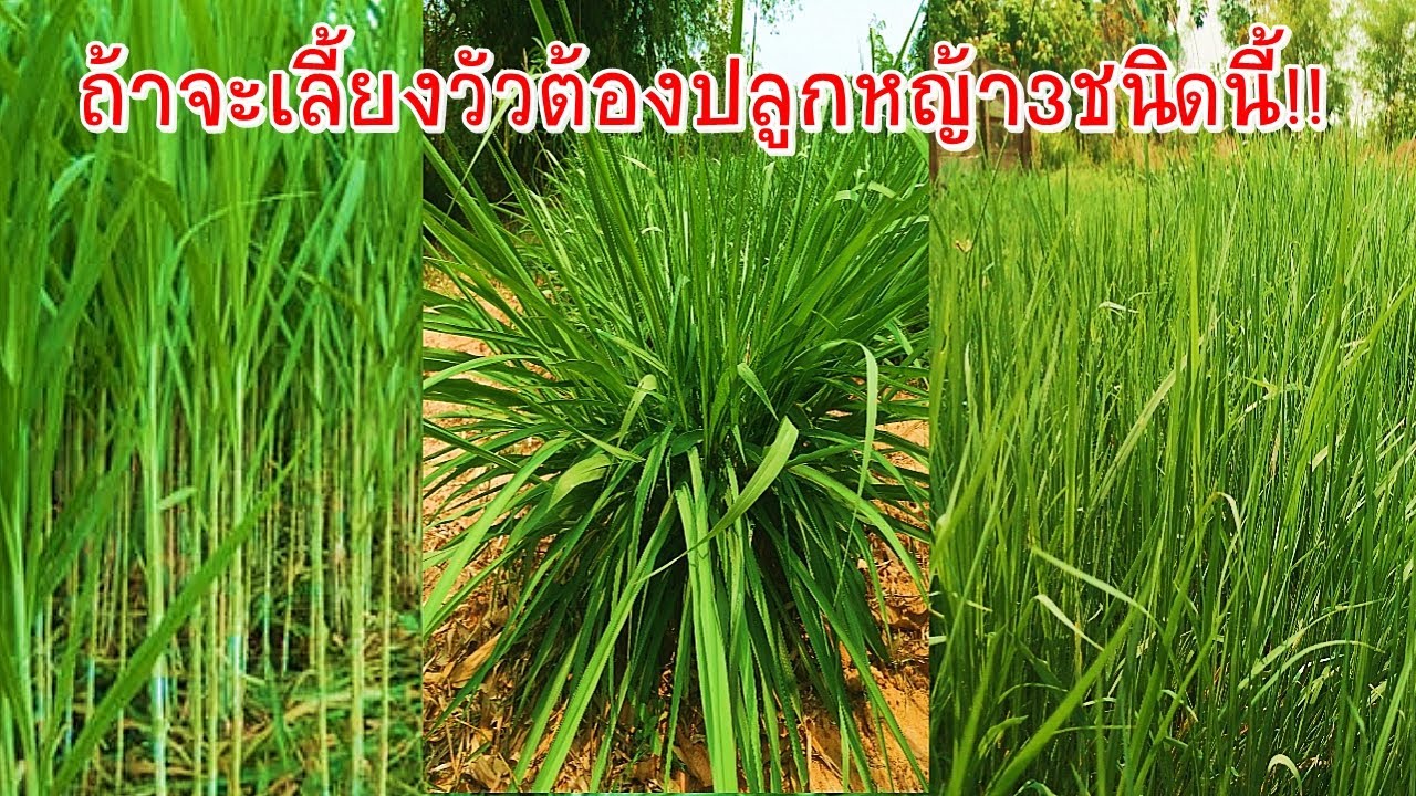 ถ้าจะทำฟาร์มเลี้ยงวัวต้องปลูกหญ้า3ชนิดนี้!!ดีแน่นอน