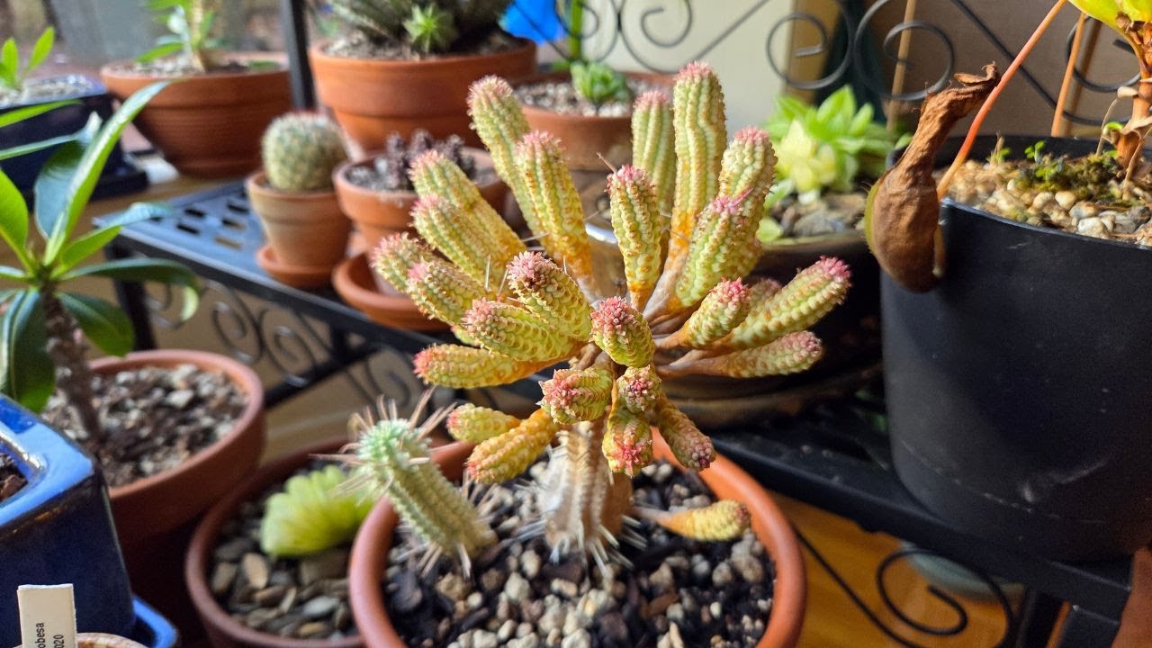 CornCob Euphorbia rescue repotting