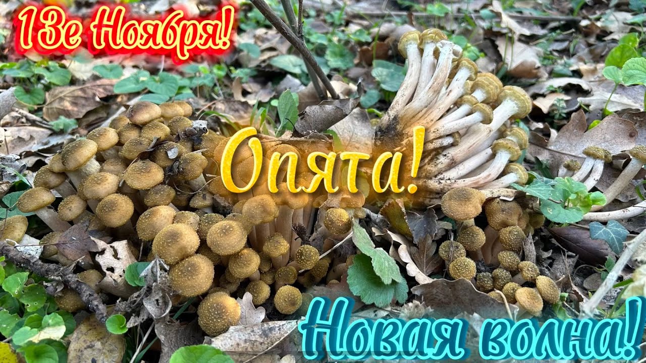 Опёнок Чёрный-Поздний!Самые последние Опята!грибы в холод!тихая охота 13го ноября!2023