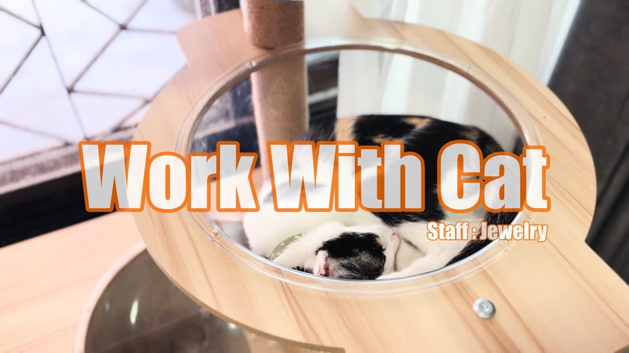 47.30 min Work with cat 🐾 Calm for Deep Work.