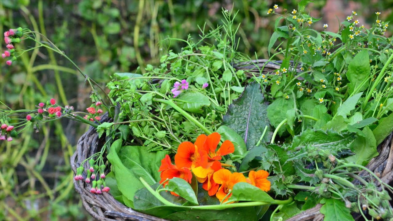 PANCs - Plantas Alimentícias Não Convencionais
