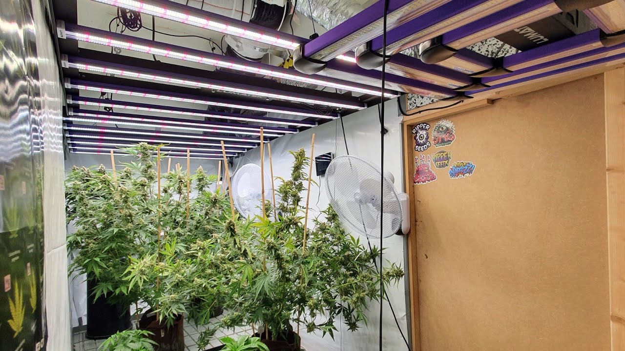 Grow Room Upgrades - New Lumatek Zeus 600w Pro and More!