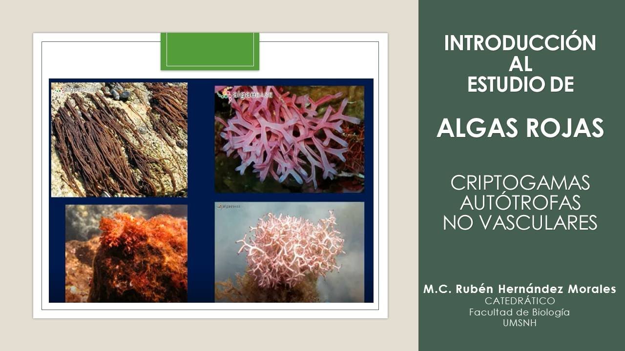 Algas Rojas (Rhodophyta)