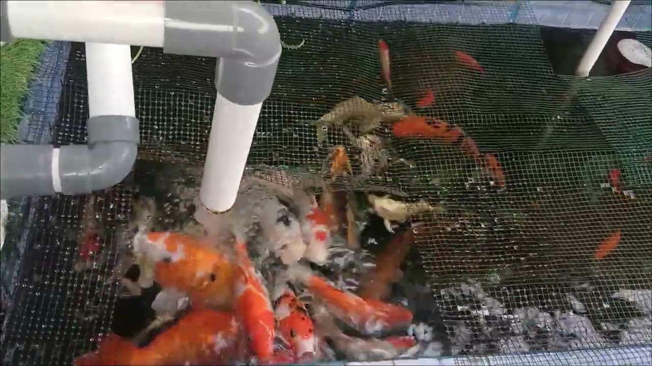 Pembuktian Clay Koi