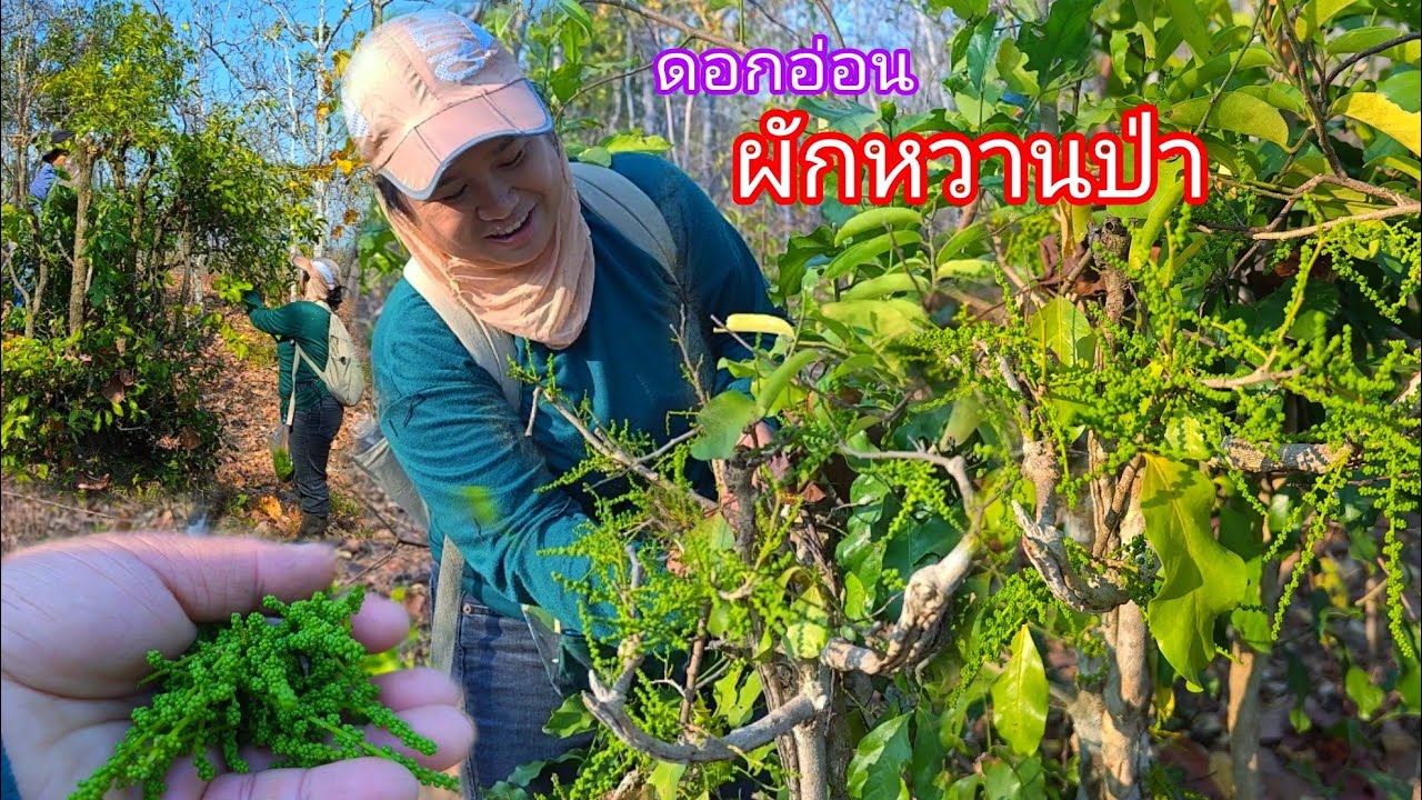 ว๊าวผักหวานป่าสีทอง ออกดอกเต็มต้น เก็บม่วนๆจร้า
