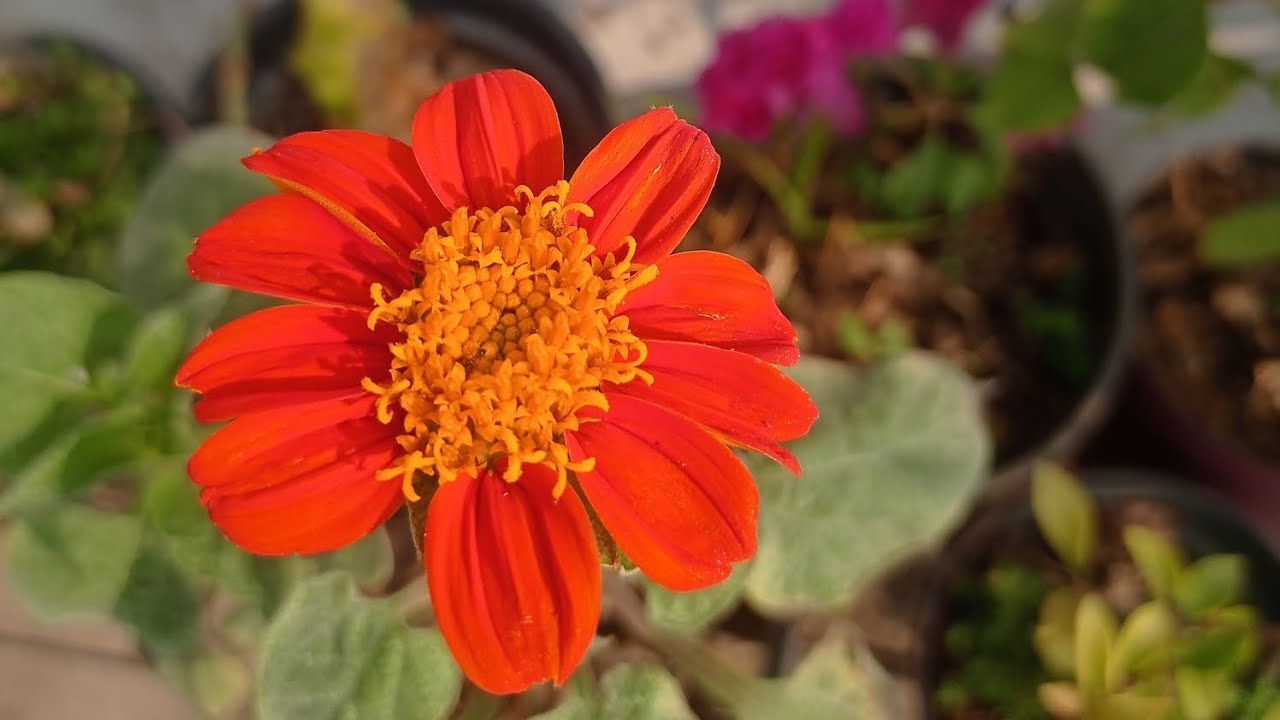 Happy Mahashivratri (old & new plant ) garden overview 🙂