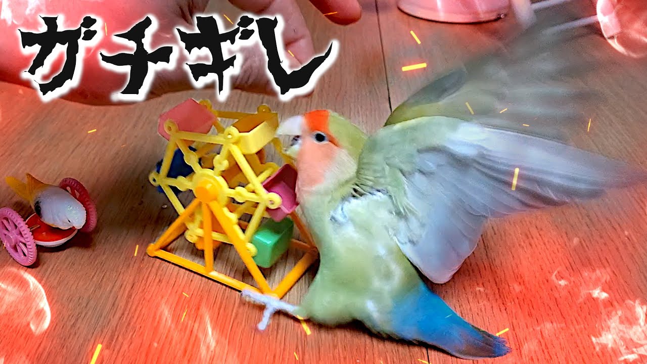 どうしてもキレてしまうコザクラインコのさくらちゃん