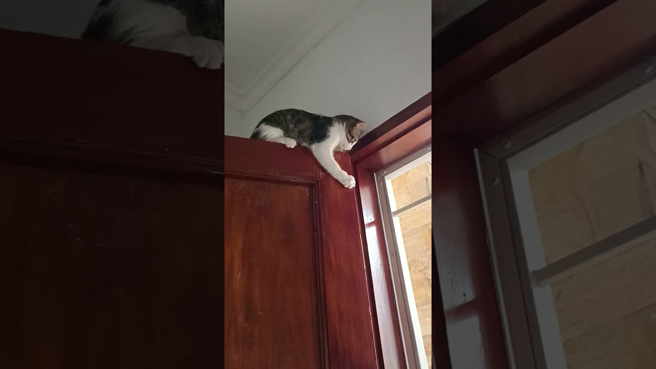 扉にジュリアノ