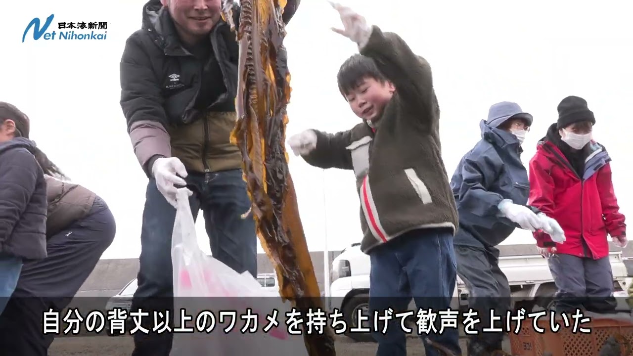 養殖ワカメ「株主」刈り取り　気高で収穫祭