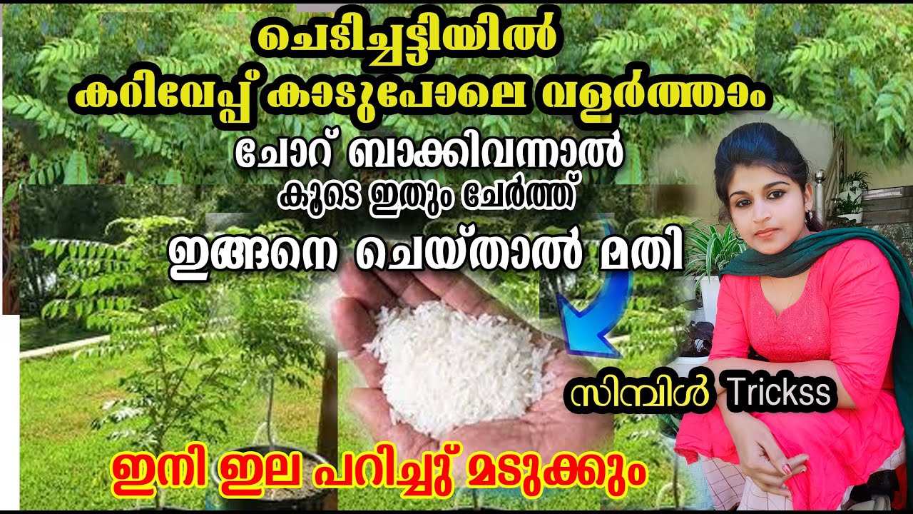 ഉണങ്ങിയ കറിവേപ്പ്  വരെ തളിർക്കാൻ ഈ കാര്യം മതി കാട് പോലെ വളരാൻ/ കറിവേപ്പില/കറി ഇല//poppy happy vlogs