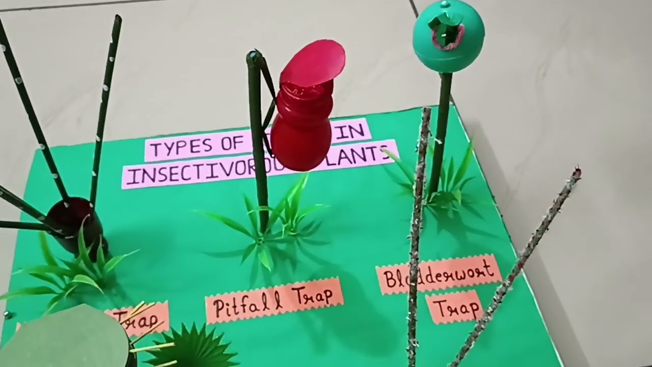 Working model of insectivorous plants