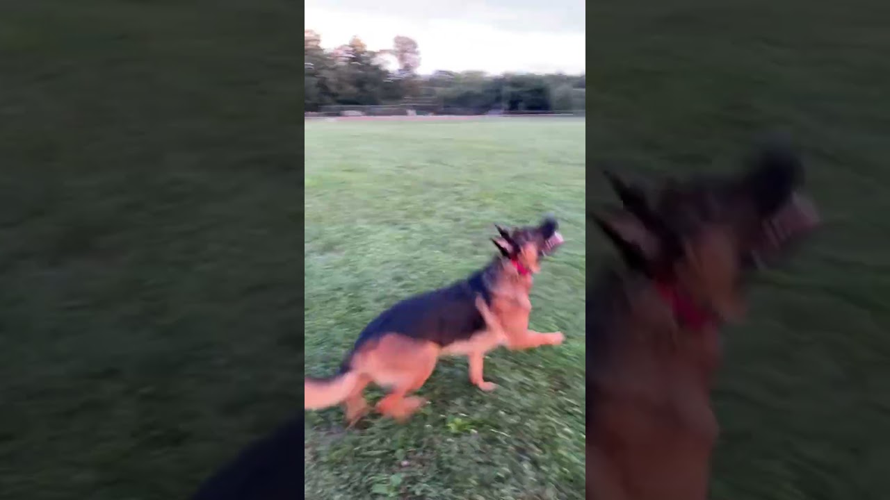 Shiva German Shepard Dog playing fetch & waiting for the pac to arrive at the park!