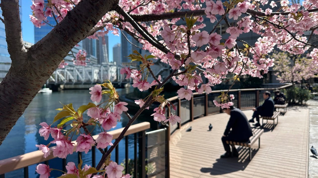 Japan’s Cherry Blossoms have started but WHY SO EARLY?