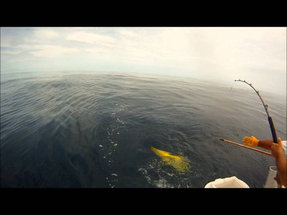 Dorado fishing in cabo san lucas