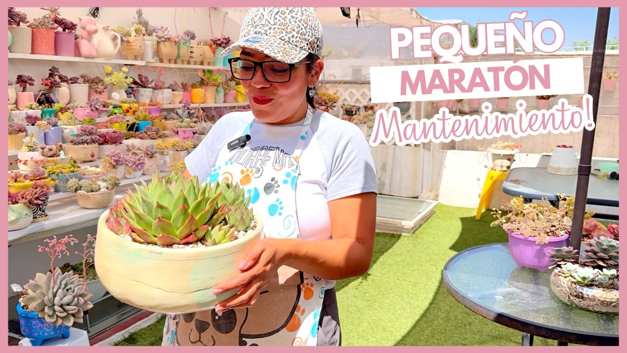 MARATON DE MANTENIMIENTO DE SUCULENTAS | TRASPLANTES Y REORGANIZACIÓN EN MI JARDIN