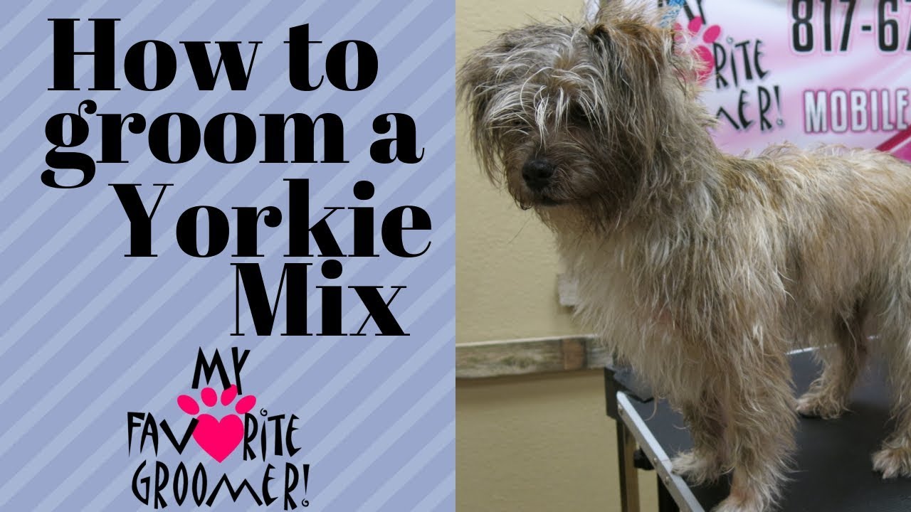 How to groom a Yorkie mix full groom