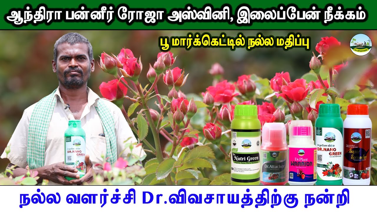 🌹ஆந்திரா பன்னீர் ரோஜா இலைப்பேன், செம்பேன் நீக்கம் | Dr.Plant Warrior | Dr.Attacker | Dr.Nutri Green