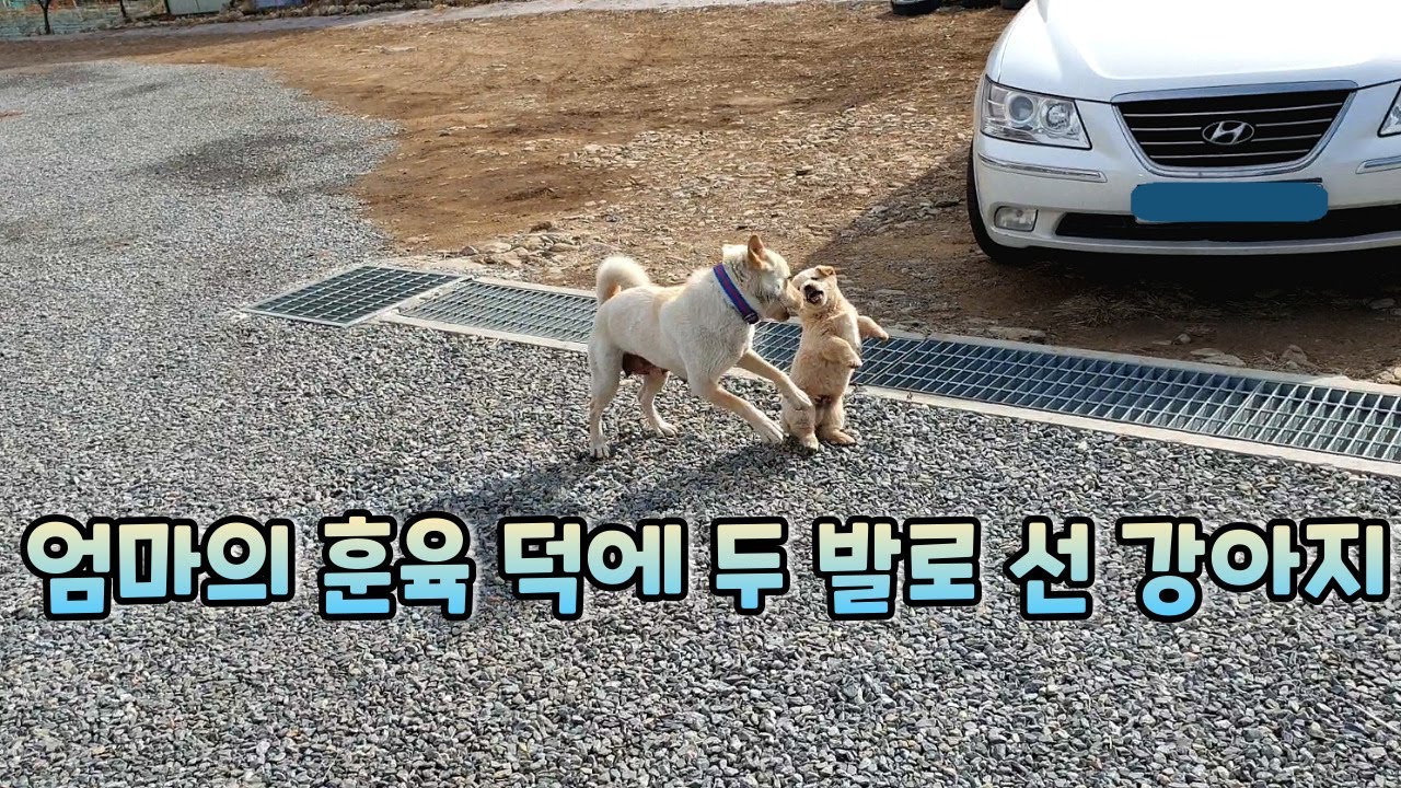 엄마한테 먹는 걸로 장난 치다 혼쭐난 돌돌이ㅣ진돗개와 시골개 사이