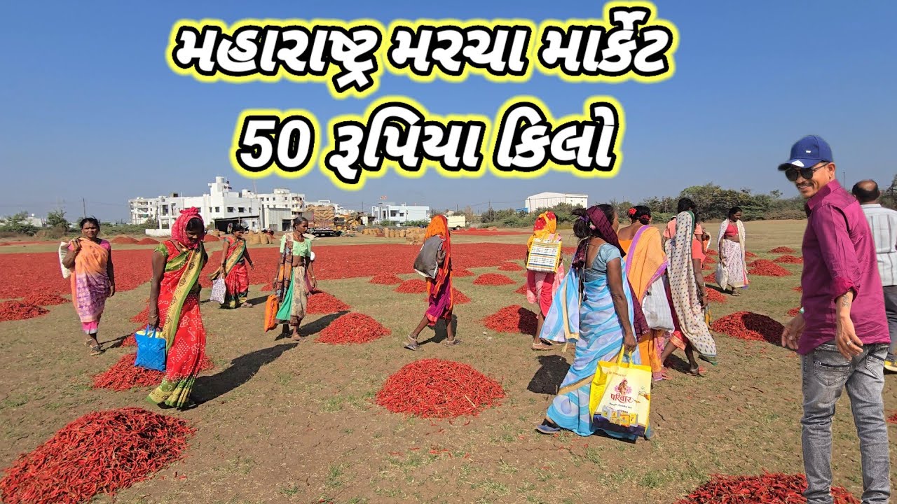 મહારાષ્ટ્ર મરચા માર્કેટ 50 રૂપિયા કીલો મરચા 