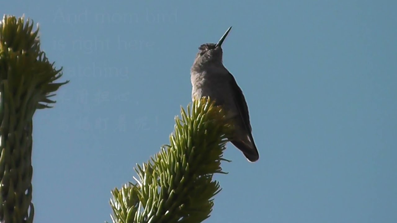 Hummingbird Diary Ep15: First baby bird has left the nest