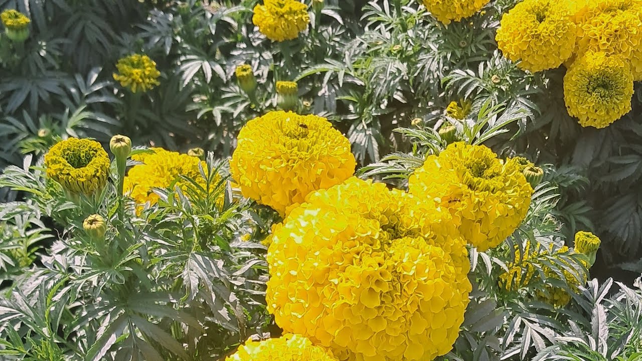 Rinar Rokomari is liveকতো গাঁদা ফুল ফুটেছে