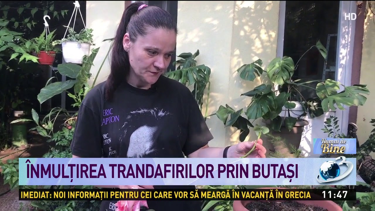 Variantă simplă de &icirc;nmulțire a trandafirilor