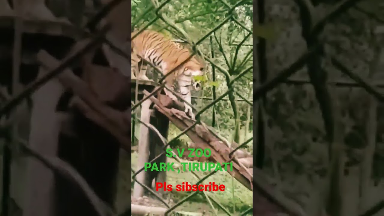 Tiger at SV ZOO PARK #balajichennuri #zoo #zoopark #svzoo