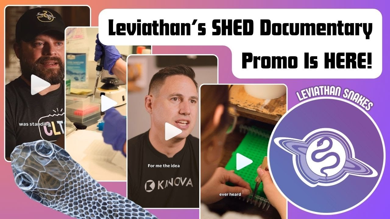 Промо-ролик документального фильма SHED от @LeviathanSnakes только что вышел! | Reptile Genetics ...