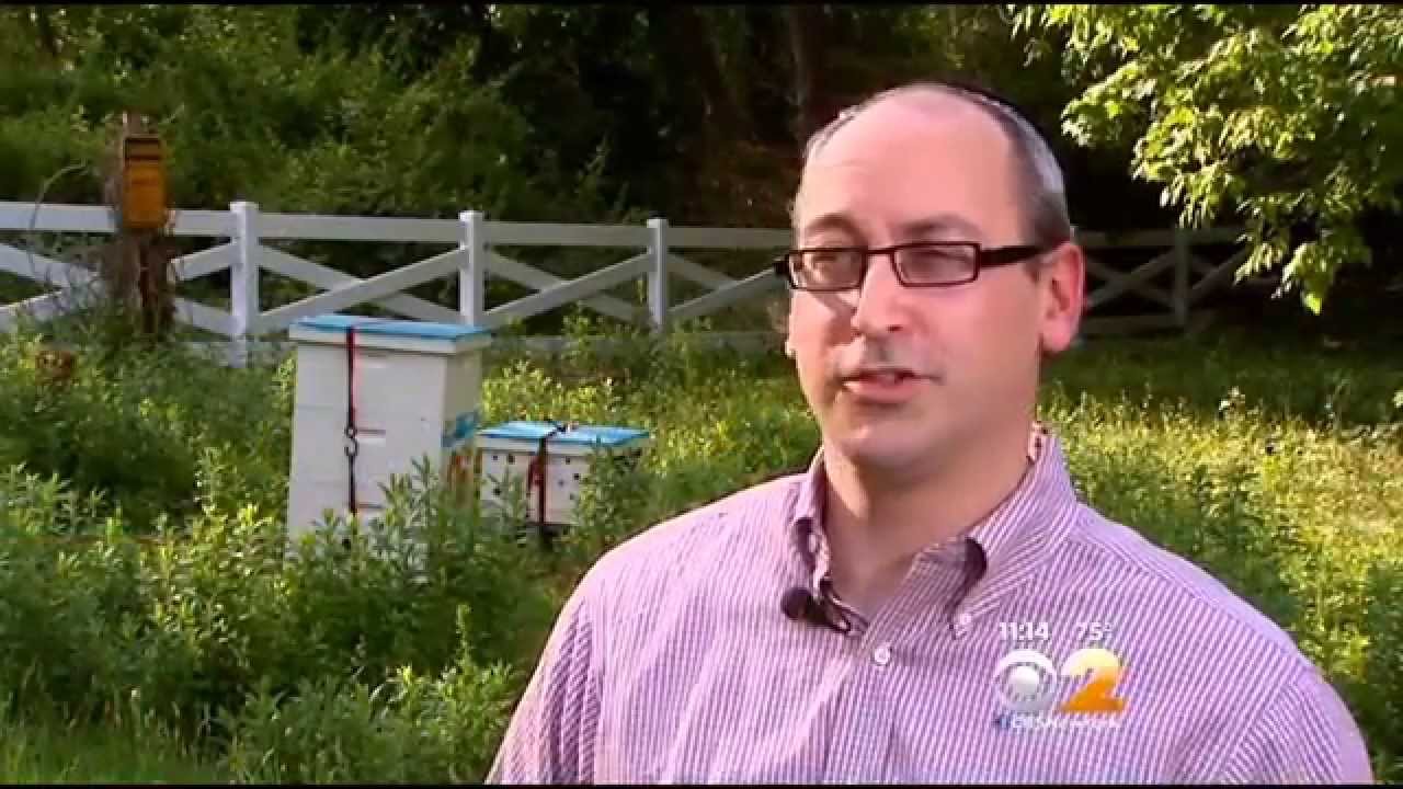 Monsey Jewish Man Ticketed For Keeping Bees, Blueberries On Montebello Land