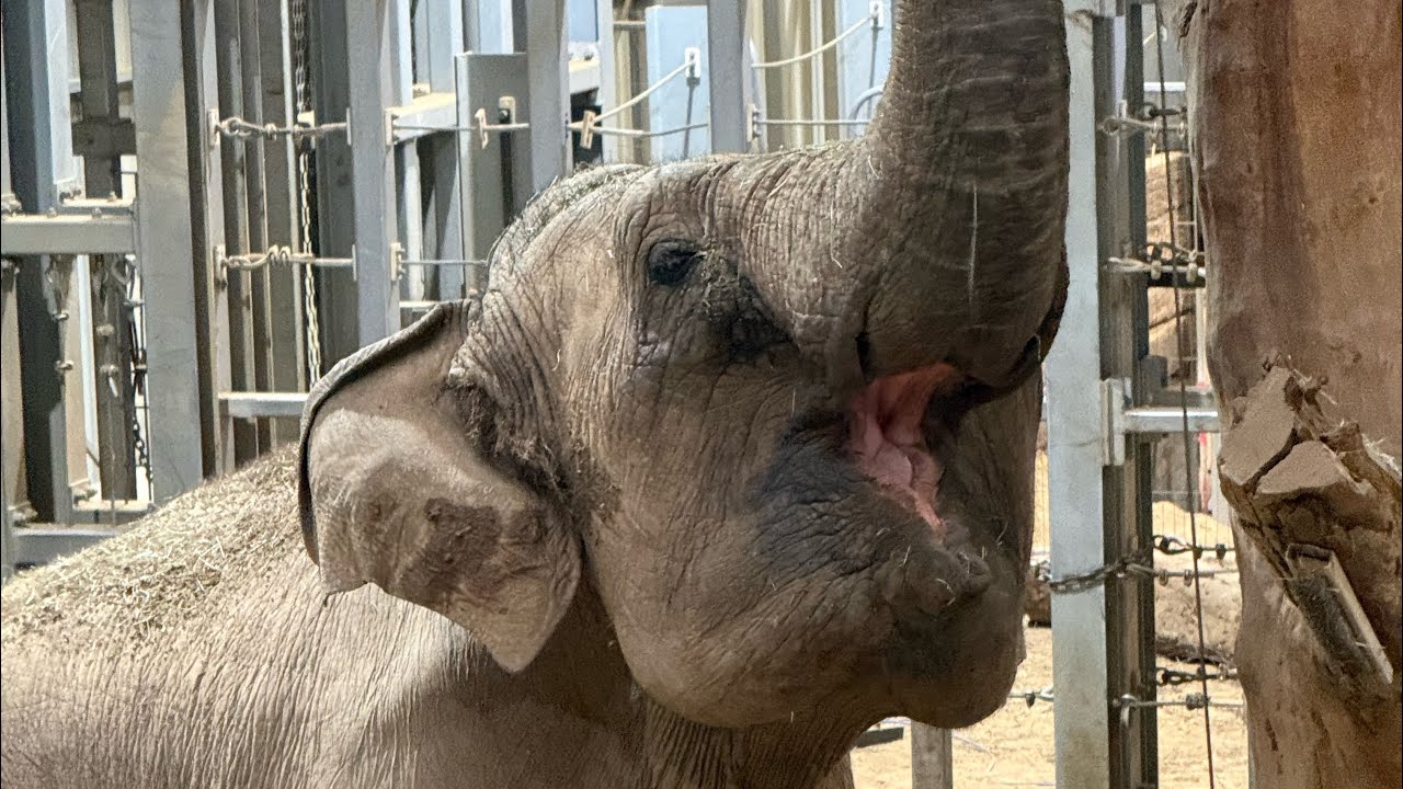 Luca’s Elephant Experience at Whipsnade Zoo 