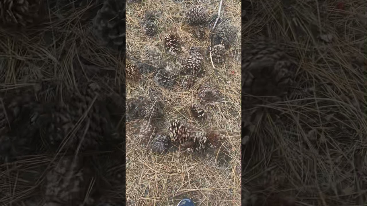 Walking in Pinecones ASMR ((full))