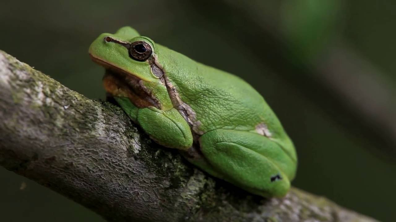 Laubfrosch im Geb&uuml;sch u. nachts rufend - Tree frog calling at night