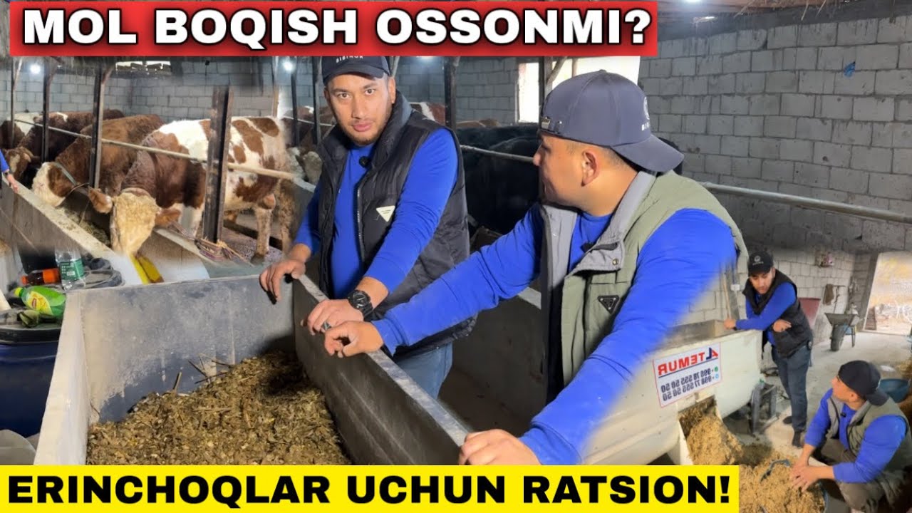 Мол Бокишга Эринадиганлар Учун Доктордан Хамма Сураган Жайдари Ратсион #2025 #молбокиш #молбозорлар 