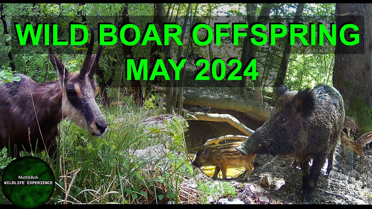 Spring Forest Wildlife trough 3 Trail Hunting Cameras in HD with HQ Sound - Best APRIL and MAY 2024